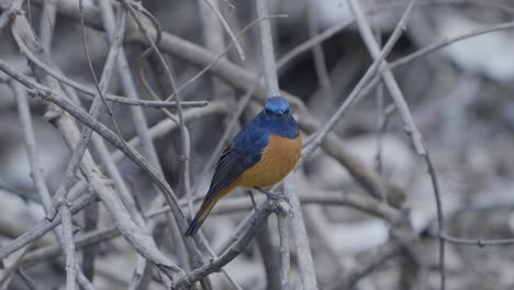 Fulchoki-Godawori-In-Kathmandu-Ist-Die-Heimat-Seltener-Vögel-Aus-Nepal