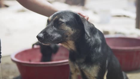 cámara lenta 120fps - perro que consigue mascota en un refugio para perros mientras se esconde para el sol ardiente