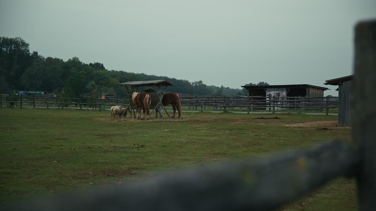Horses and sheep grazing near a wooden shelter in a fenced field at Schloss Hof, Austria