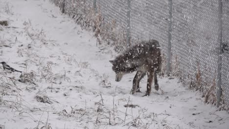 Wolf-playing-with-a-mouse-during-a-snowstorm