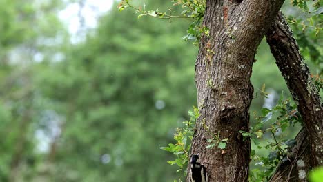 Adorable-Dendrocopos-major-bird-sitting-on-tree-trunk-in-nature