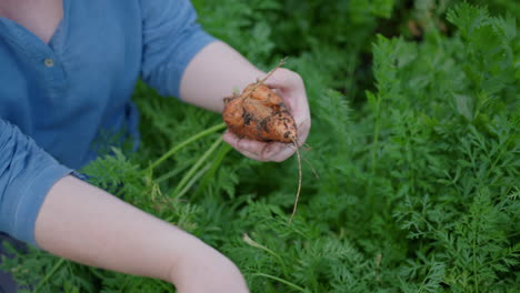 manos caucásicas femeninas limpian verduras de raíz en el jardín verde, primer plano