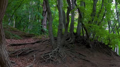 Wunderschöne-Wurzeln-Und-Bäume