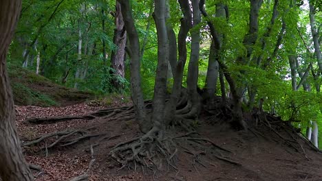 hermosas raices y arboles