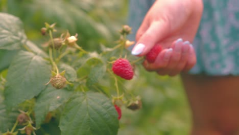 Nahaufnahme-Eines-Mädchens,-Das-In-Zeitlupe-Wilde-Himbeeren-Direkt-Von-Der-Pflanze-Pflückt