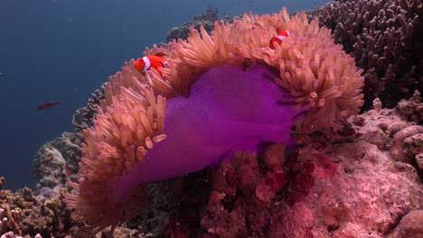 Clownfish-swimming-in-open-purple-sea-anemone-on-coral-reef,-wide-angle-shot