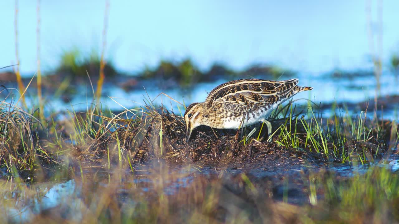 la agachadiza común se alimenta en el prado inundado de humedales de cerca a la luz del sol de la mañana