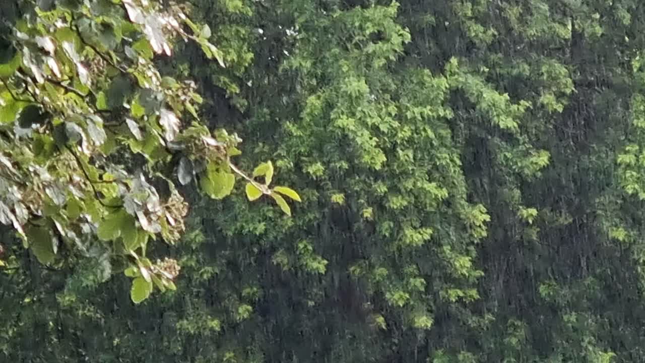Heavy rain shower down pour wet woodland trees during in the British summertime
