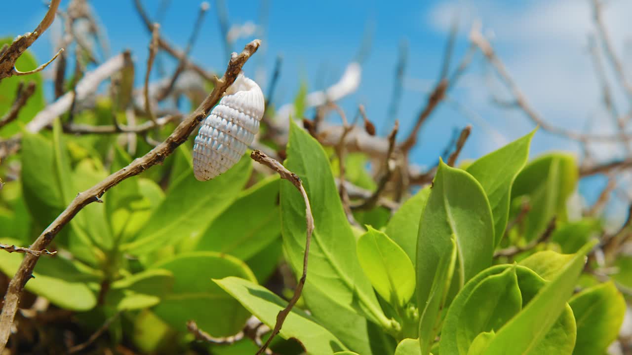 una pequeña concha blanca vacía en un tallo de planta rodeada de hojas verdes y exuberantes en curacao - cerrar
