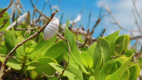 an empty white small, tiny shell on a plant stem surrounded with green lush leaves in curacao - close up