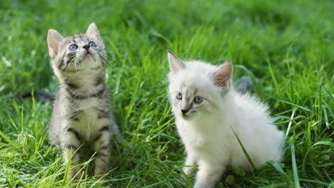 close-up view of a two cute kitty cats sitting on green grass on a sunny day, then white one comes close to the camera and goes away