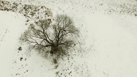 4k aerial. flying over frozen field  with  tree. winter cloudy day