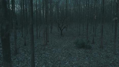 fallen leaves litter a dark and gloomy forest floor, haunted, mysterious, aerial track