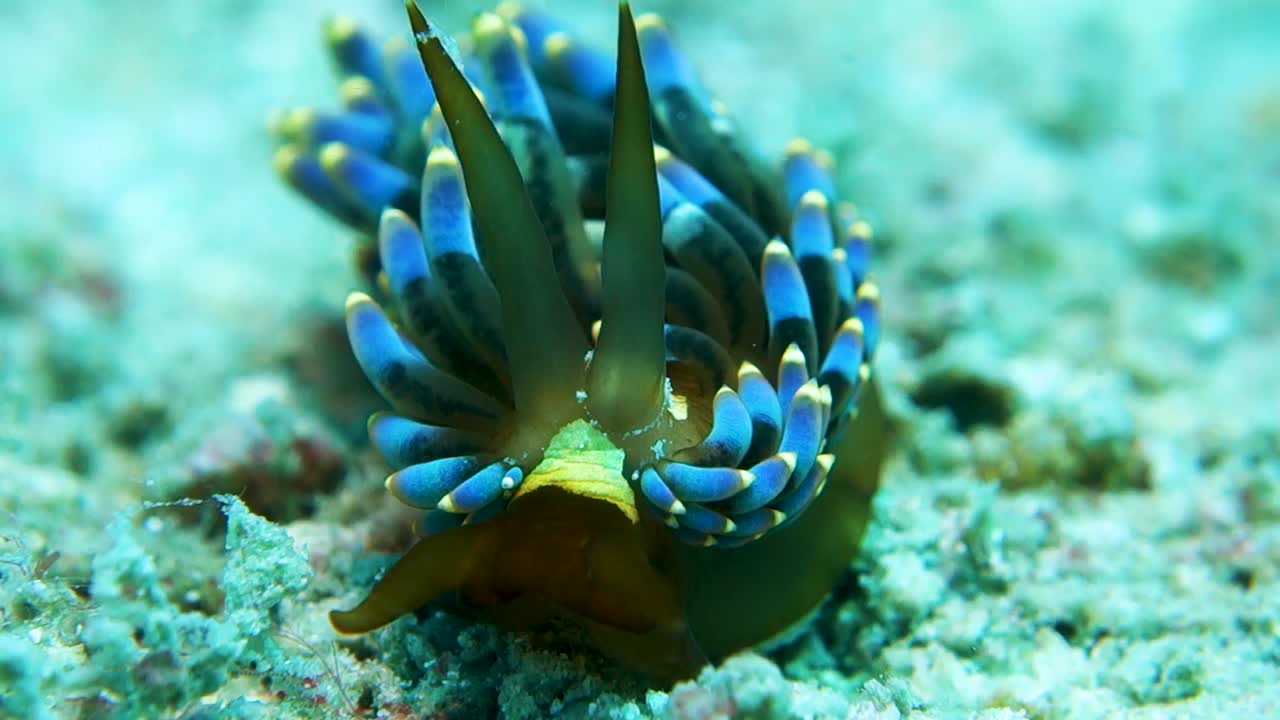 화려한 trinchesia yamasui nudibranch는 먹이를 찾기 위해 모래 바닥을 찾습니다.