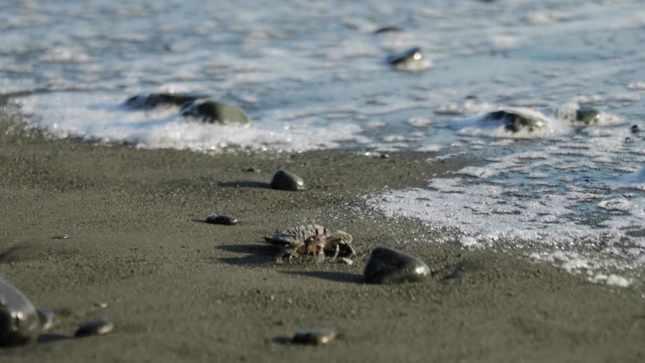 Baby Olive Ridley turtle interacting with crab while making its way to the sea