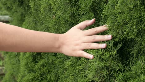 Close-up-of-a-stroking-her-fingers-along-a-tropical-green-leaf-that-is-fresh