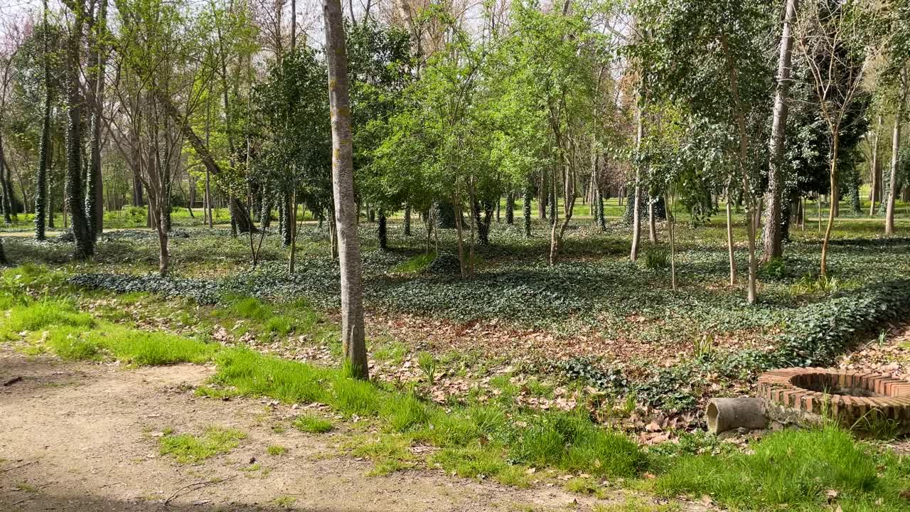filmación de un jardín con muchos árboles agrupados en orden, el suelo está en gran parte cubierto de plantas de hiedra y en los lados hay caminos de tierra para caminar en el jardin de el principe en aranjuez, españa