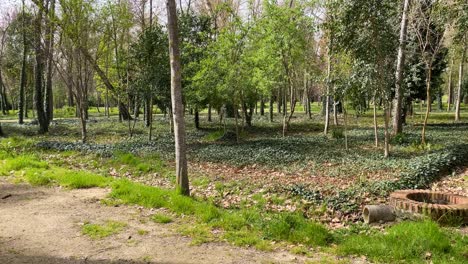 Dreharbeiten-Zu-Einem-Garten-Mit-Vielen-Bäumen,-Die-In-Einer-Reihe-Angeordnet-Sind.-Der-Boden-Ist-Größtenteils-Mit-Efeu-Bedeckt-Und-An-Den-Seiten-Gibt-Es-Feldwege-Zum-Spazierengehen-Im-Jardin-De-El-Principe-In-Aranjuez,-Spanien.