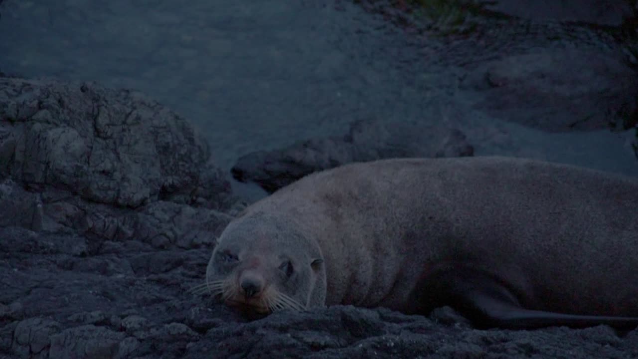 New Zealand fur seal looking towards the camera, yawning. Cold evening light,