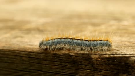 Extreme-Makro-Nahaufnahme-Und-Extreme-Zeitlupe-Einer-Westlichen-Zelt-Raupenmotte,-Die-Auf-Einem-Holzgeländer-Läuft