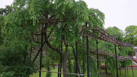 sakura tree in japanese park in early summer, full of green leaves