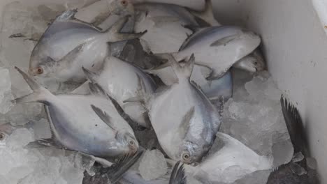 fresh fish kept at snow box at retail shop for sale at day from different angle