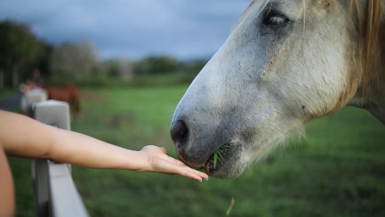Close-up golden hour shot of a woman hand-feeding a large white horse over a fence on a ranch