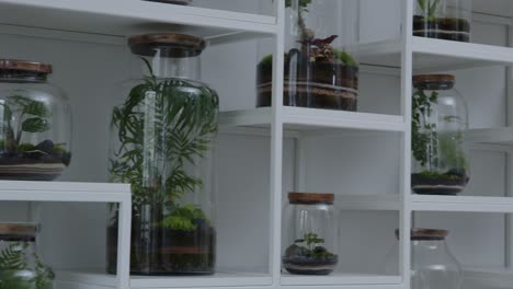 botanical workshop with the tiny floral composition ecosystem in the glass terrarium on the shelves