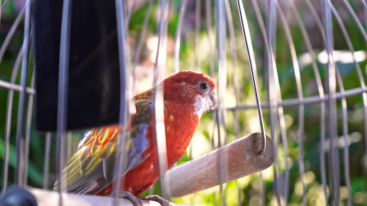 Sun conure parrot in a cage with greenery on the background. Domestic bird. Close up