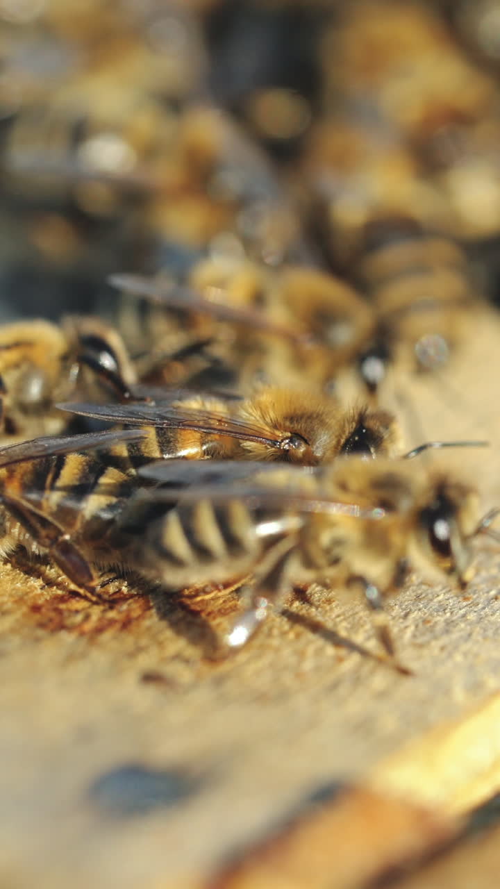 Close up view of the working bees on honeycomb in summer day. Beekeeping concept. Vertical video