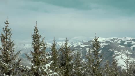 Snow-Covered-Conifer-Pine-Trees-in-Beautiful-Winter-Landscape