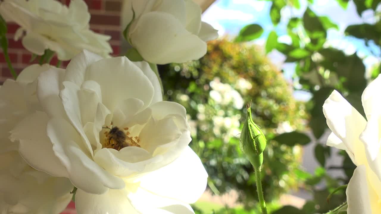 Close up shot of a bee collecting pollen from a white rose.