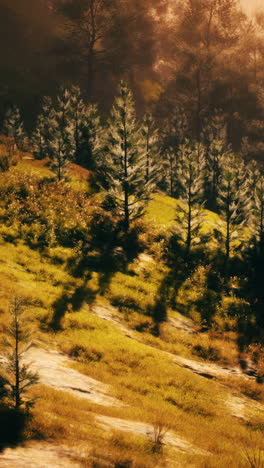 forest path at sunset