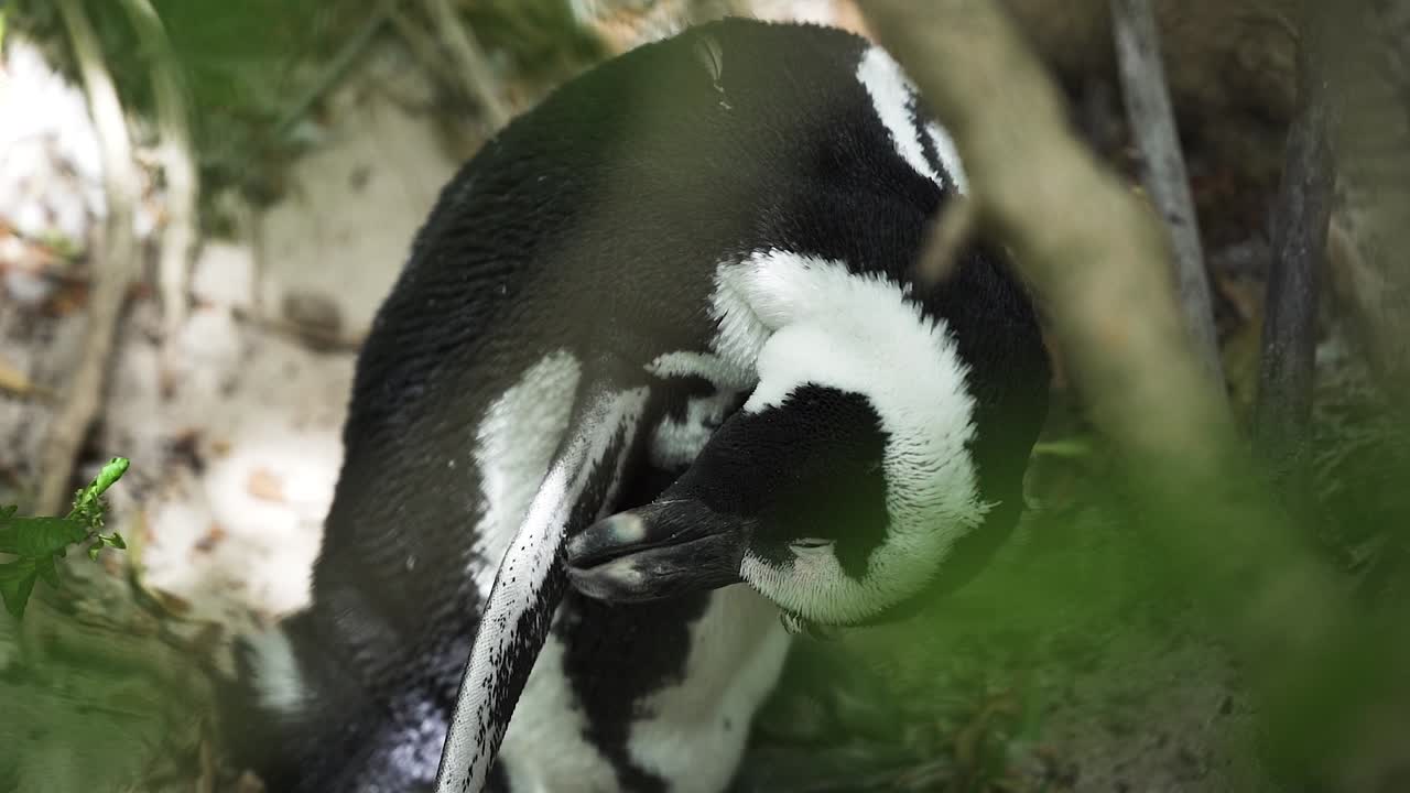 adorable pingüino del cabo limpiando sus plumas en la playa de boulder, ciudad del cabo, sudáfrica