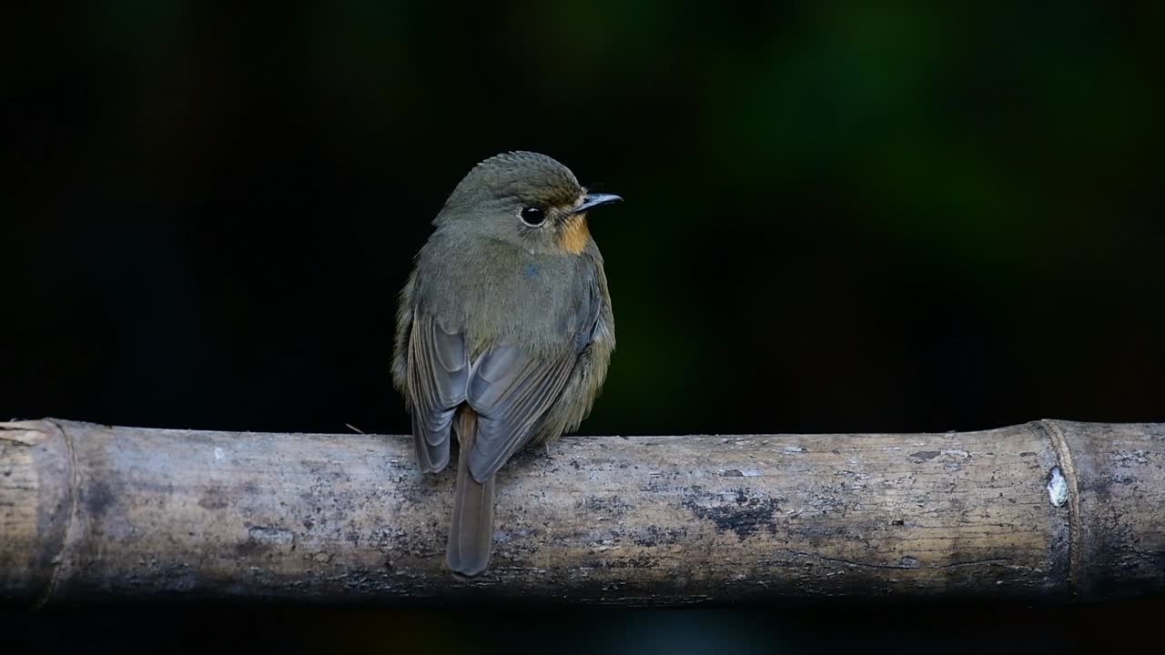 papamoscas azul de la colina posado en un bambú, cyornis whitei
