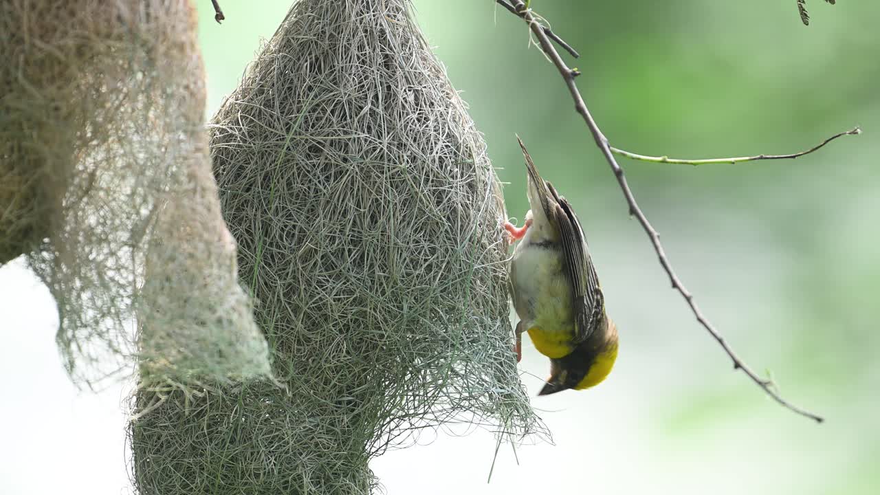 Male Baya Weaver in closeup weaving nest strands at dawn time