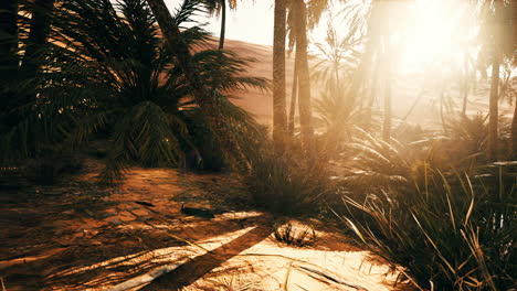 the palms oasis trail is one of many popular hikes in national park