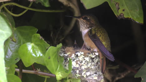 un colibrí brillante alimentando a sus polluelos en el nido