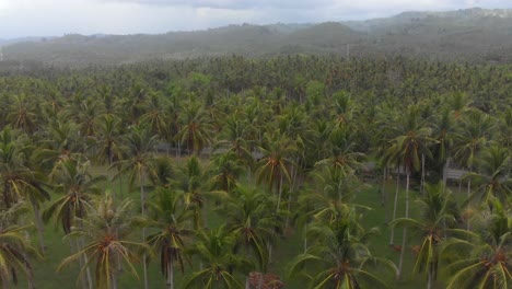bosque de palmeras en bali, indonesia, durante el día, desde el aire