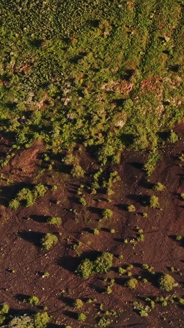 Una veduta di un paesaggio verde che ricopre il suolo vulcanico a Lanzarote, Spagna.