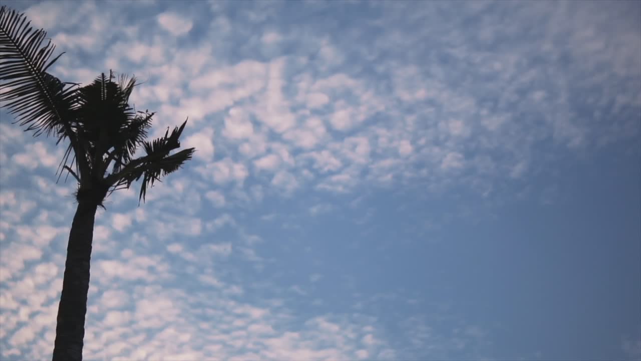 푸른 하늘을 배경으로 야자수의 왼쪽 팬 샷