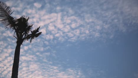 Left-pan-shot-of-palm-tree-against-blue-sky