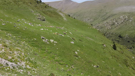 Luftaufnahme-Einer-Gruppe-Von-Kühen,-Die-Auf-Einem-Grünen-Berghang-In-Den-Pyrenäen-Grasen