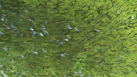 flock of fish swim in schools