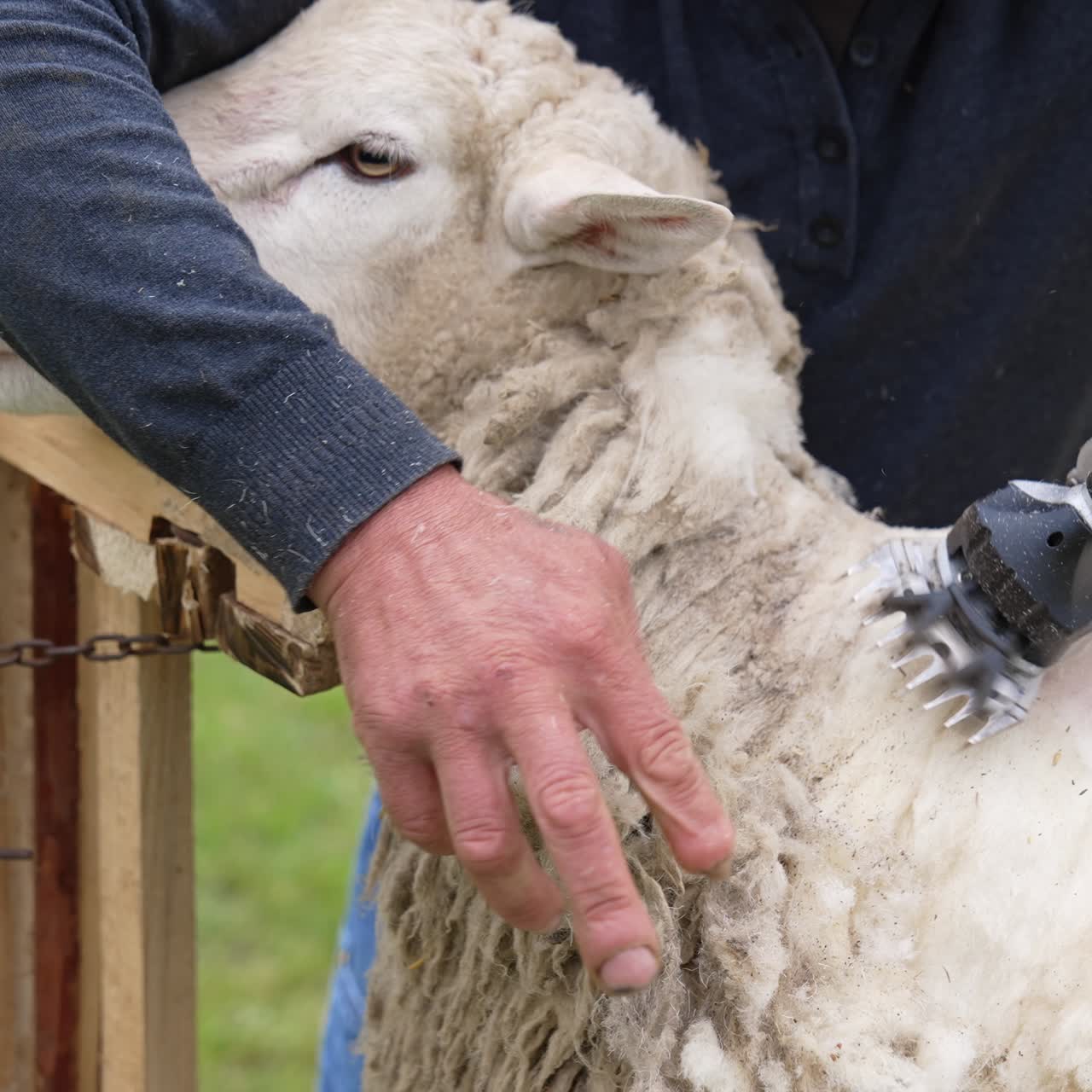 Farming shearer cutting sheep`s wool. Professional farmer shearing the wool from sheep