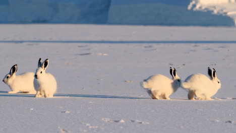 arctic hares in snowy landscape