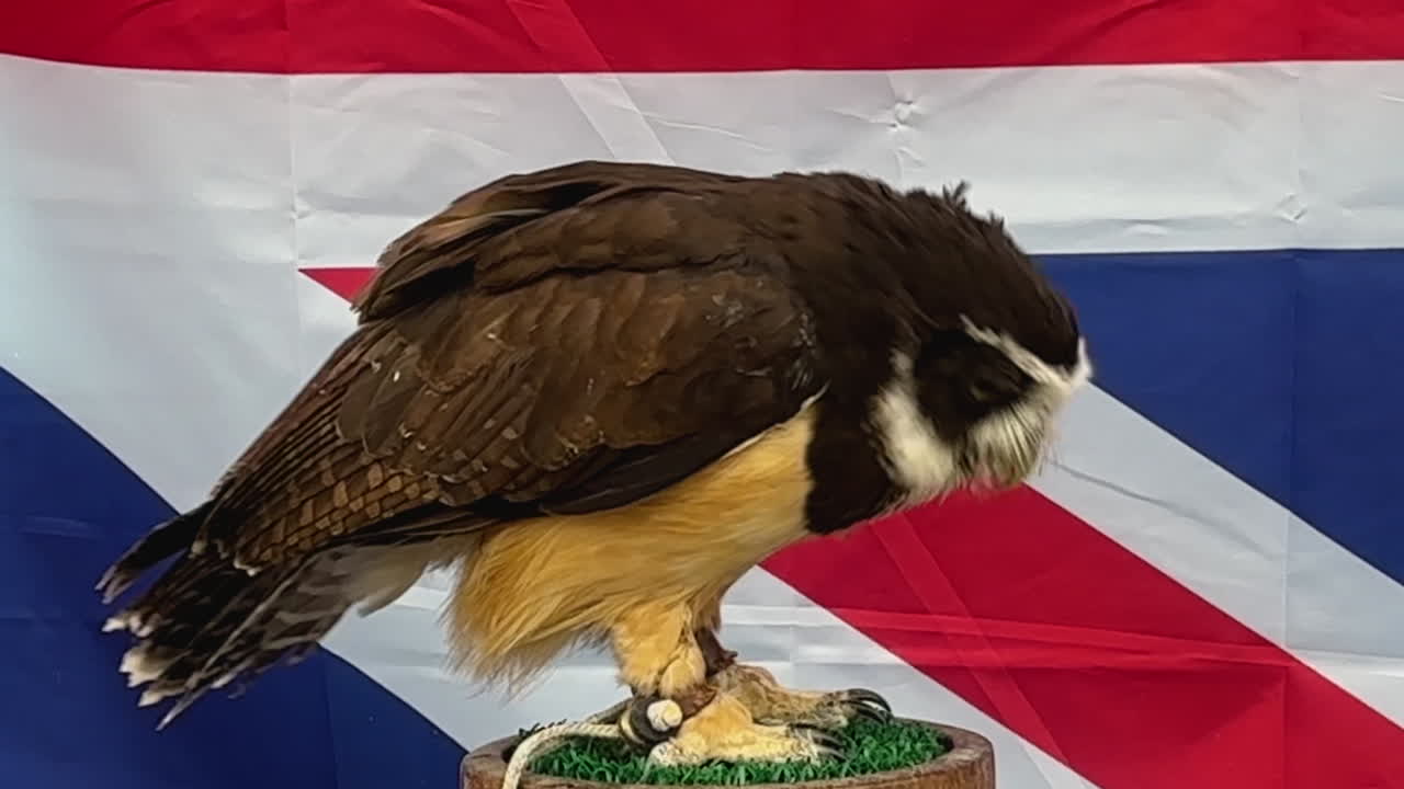 Close-up of a spectacled owl turning on a platform, glancing left and right. The vibrant Union Jack flag drapes gracefully in the background, enhancing the scene's dynamic yet composed mood