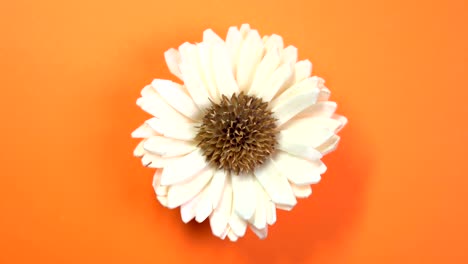 beautiful single daisy flower slowly spinning on a rotating orange background.