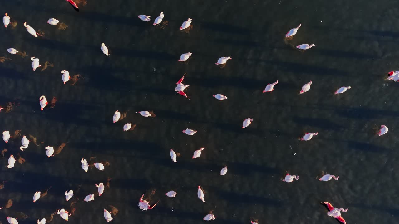 Flamingos walking and swimming in shallow water at a wetland location