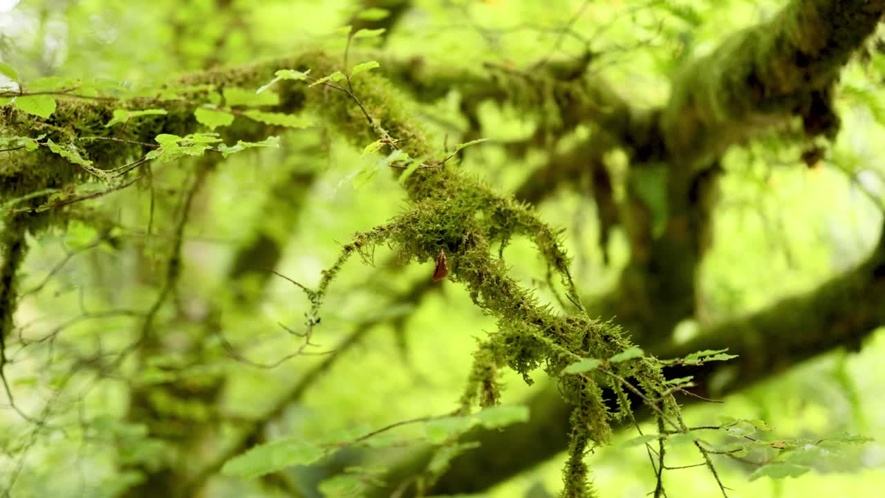 울창 한 숲 에서 모스 가 있는 가지 들 의 근접 사진